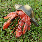 Фігурка Рак-пустельник червоний з черепашкою 15 см Lanka Novelties 21657