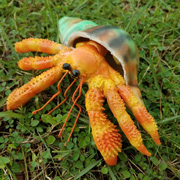 Фігурка Рак-пустельник оранжевий з черепашкою 15 см Lanka Novelties 21658