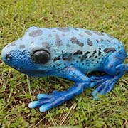 Фігурка Дереволаз блакитний 26 см Lanka Novelties 21482