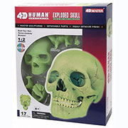 Об'ємна модель 4D Master Череп людини світиться FM-626113