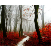 Алмазна мозаїка Kornel GLE75461 50х40 см