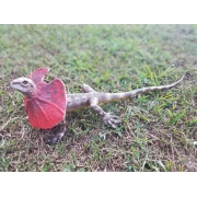 Ящірка плащеносная 55 см LankaNovel 21550