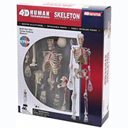 Об'ємна модель 4D Master Скелет людини FM-626011
