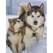 Алмазна мозаїка Kornel GLE74011 50х40 см