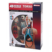 Об'ємна модель 4D Master Торс людини FM-626003