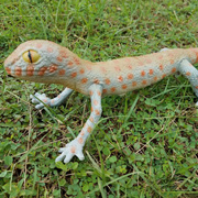 Фігурка Гекон блакитний 40 см Lanka Novelties 21611