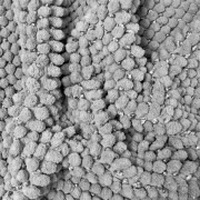 Килимок для ванної кімнати Ананас DarianA сріблясто-сірий - Фото №4