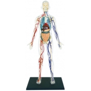 Об'ємна модель 4D Master Тіло людини прозоре FM-626204 - Фото №3